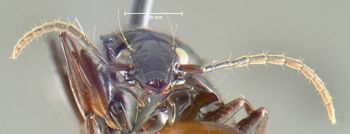 Media type: image;   Entomology 602291 Aspect: head frontal view